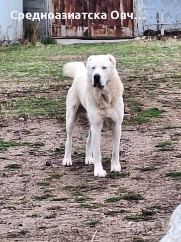 Сао-Алабай, снимка 7 - Алабай - 53125103