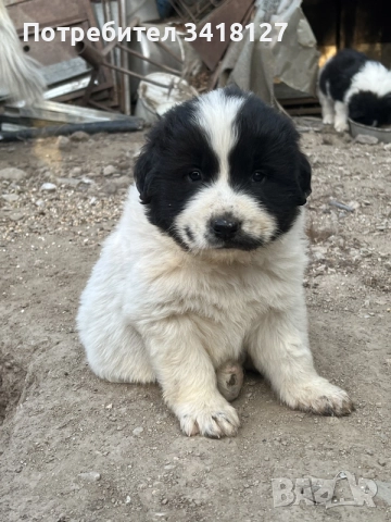 Българско овчарско куче117, снимка 3 - Каракачанска овчарка - 56300749