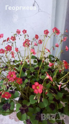 Продавам четирилистни детелини , снимка 1