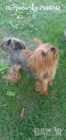 Мини Йорки , снимка 8 - Други - 51182606