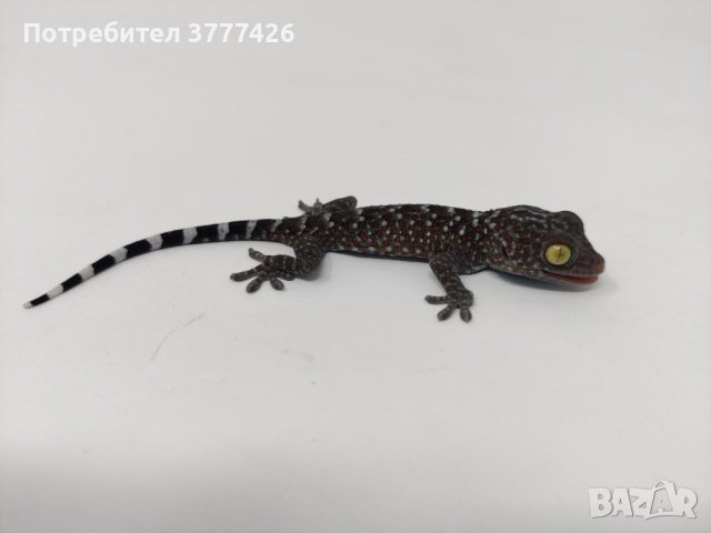Токи / Gekko Gecko, снимка 1 - Гекон - 42661466