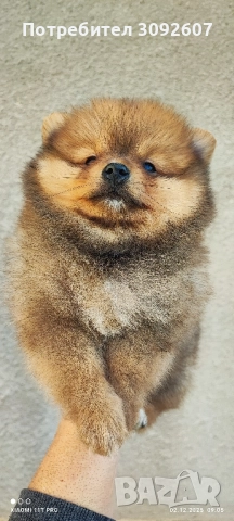 Момчета и момичета , снимка 6 - Померан - 52646606