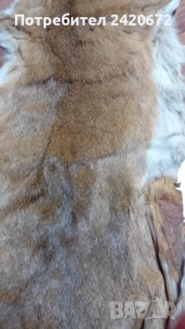 еленова кожа-изгодно, снимка 3 - Други ценни предмети - 52082864