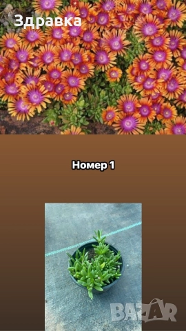 Делосперма 6 цвята 