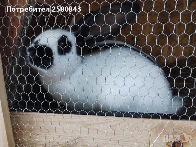 Зайци немска пеперуда чисти, снимка 8 - Други - 54154671