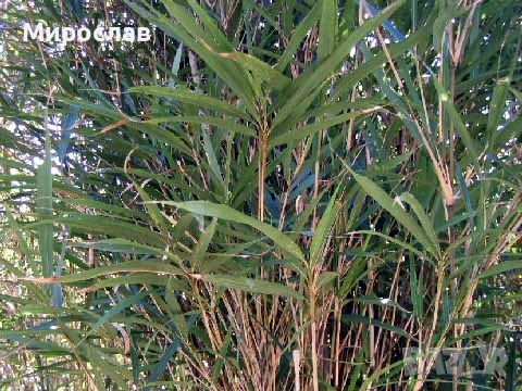 Продавам растения студоустойчив бамбук, снимка 9 - Градински цветя и растения - 54007138