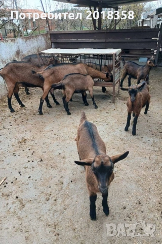продавам ярета , снимка 7 - Кози - 54105093