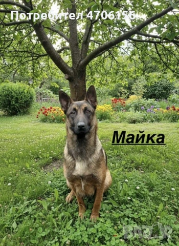 Белгийски овчарки , снимка 2 - Белгийска овчарка - 53065021