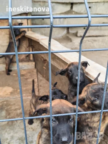 🐕 ПРОДАВАТ СЕ КУЧЕНЦА МАЛИНОА 🐕