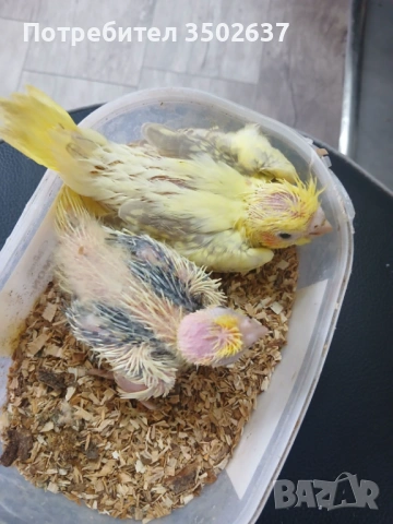 Корела за ръчно дохранване, снимка 3 - Папагали - 54178741