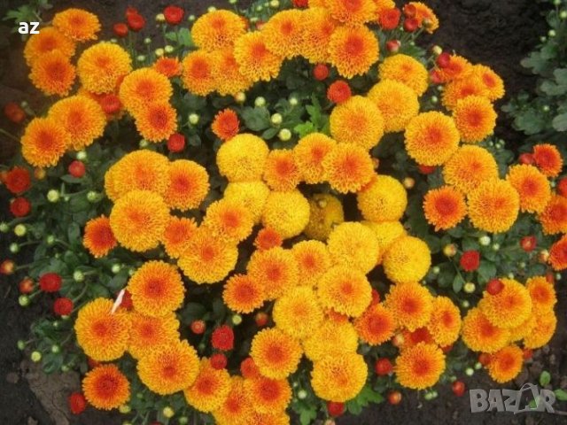 Хризантеми , снимка 6 - Разсади - 42740391