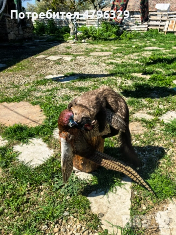 Препарирани животни, снимка 4 - Други - 54241701