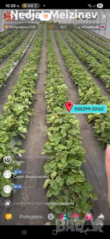 Разсад ягоди сорт Азия