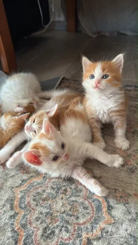 Ангорско Коте + Доставка €60. Домашни Котенца с Хигиенни Навици, снимка 2 - Ангорски - 40695376