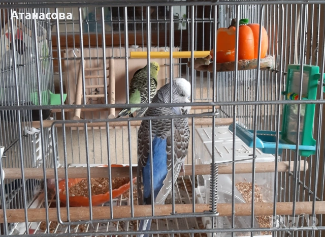 Социални изложбени вълнисти папагали, двойка, снимка 6 - Папагали - 53130164