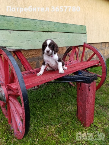 ШПРИНГЕР шпанол, снимка 5 - Кокер шпаньол - 53932504