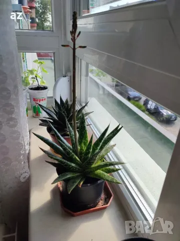 сукуленти, снимка 3 - Градински цветя и растения - 50249385