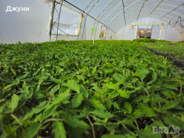 Разсад домати , снимка 3 - Разсади - 54163916