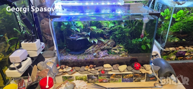 Продавам 25 литров аквариум с рибките,скариди и др., снимка 7 - Аквариуми - 54128694