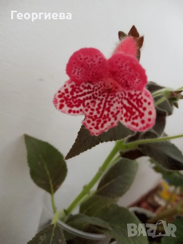 разменям ризоми от колерия, снимка 10 - Стайни растения - 52913679