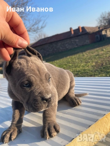 Кане Корсо Сиви