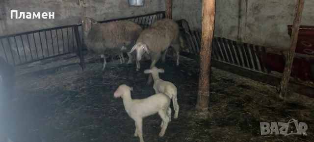 2 шилета с 3 агнета , снимка 2 - Овце - 54067117