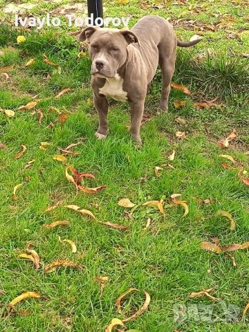 Зина на година и четери месеца очаква новият си стопанин. , снимка 3 - Питбул - 52388536