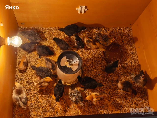 Пиленца Пиленца, снимка 1