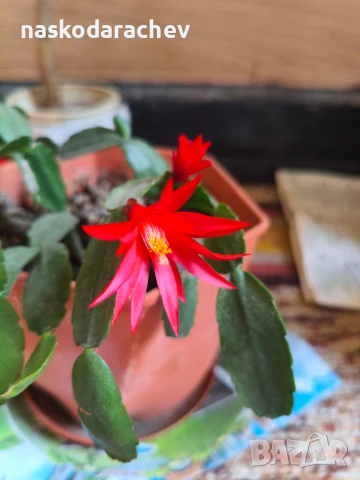 Стайно цвете "Великденче", снимка 2 - Стайни растения - 50951816