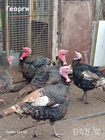Пуяци , снимка 2 - Кокошки и пуйки - 53949155