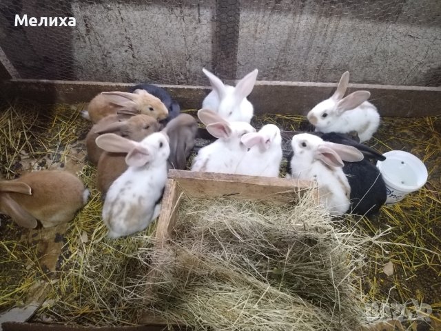 Малки сладки зайчета, снимка 3 - Други животни - 44327855