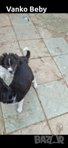 продават се две каракачанки кученца мъжко и женско но 2 месеца и 15 дена, снимка 3 - Каракачанска овчарка - 53917382