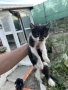 Подарявам малки котенца, снимка 5