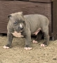 Американско Були Хл/American Bully XL , снимка 4