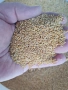 Продавам лудо просо , снимка 1