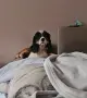 Женски шпаньол трицветен, снимка 3