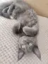 Котенца от породата Мейн Куун, снимка 4