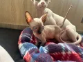 Котенца момичета и момчета канадски сфинкс, снимка 3