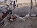 Продавам петли, снимка 1 - Кокошки и пуйки - 44477648