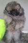 Померан, снимка 5