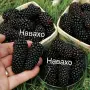 Разсад къпини 2026, снимка 3