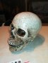ЧЕРЕП ОТ ГЕРМАНИЯ 3112222029, снимка 8