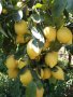   Лимон Лимонови дръвчета ,лимон дръвче цена, снимка 9