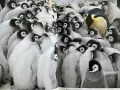 Специално колекционерско издание на списание National Geographic България – „100 най-добри снимки“, снимка 3