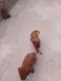 Tyi Mini Pydel Sladyri, снимка 2
