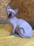 Котенца момичета и момчета канадски сфинкс, снимка 15