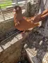 Продавам  2бр.     мъжки червени донеци , снимка 3