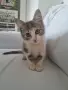 ПОДАРЯВАМ 2 КОТЕТА на 3месеца, снимка 2