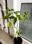 Огнен храст Firespike -Odontonema, снимка 5