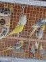 Вълнисти папагали и Корели , снимка 10